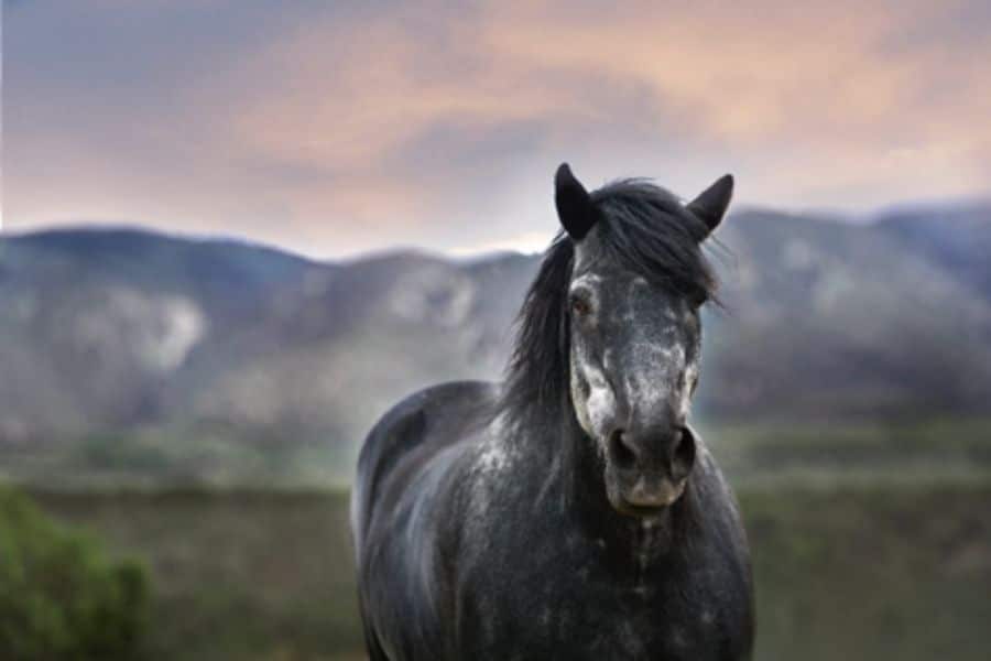 Horse