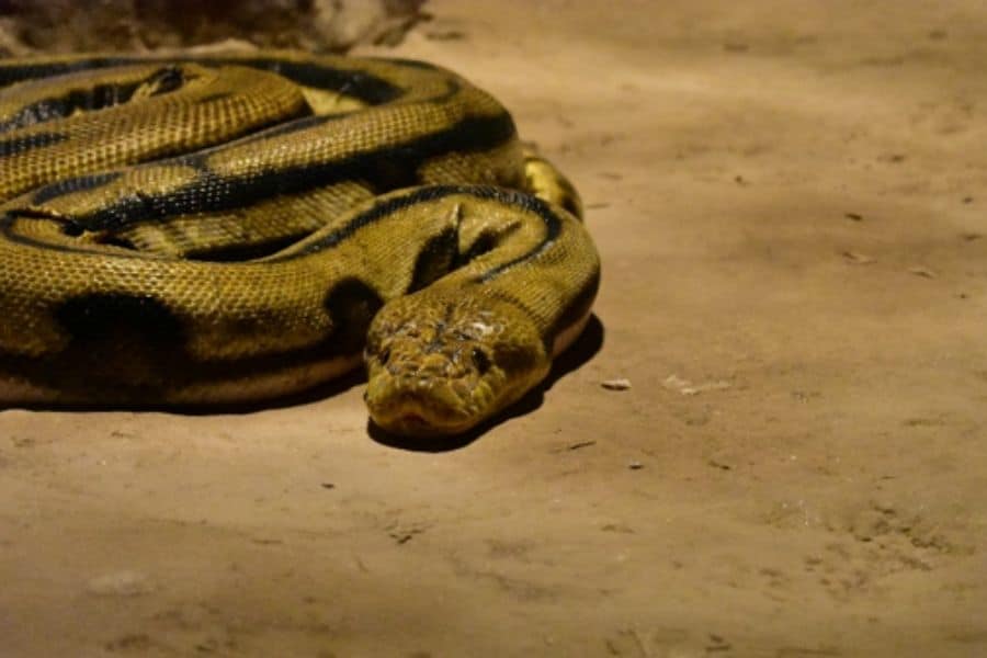 Snake