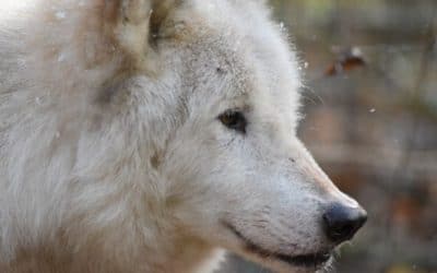 Love Or Be Loved: Which Animal Is Actually You?