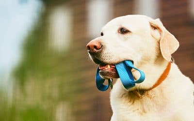 5 Ways to Ensure Your Dog’s Health and Happiness