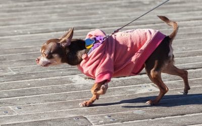 Should You Put Your Dog in a Sweater