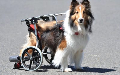 5 Tips to Train Your Pooch to Use a Dog Wheelchair