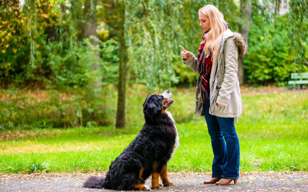 How to Become a Certified Dog Trainer