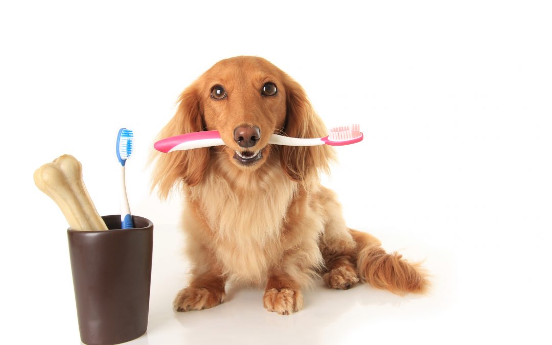Caring For Your Dog After Tooth Extraction