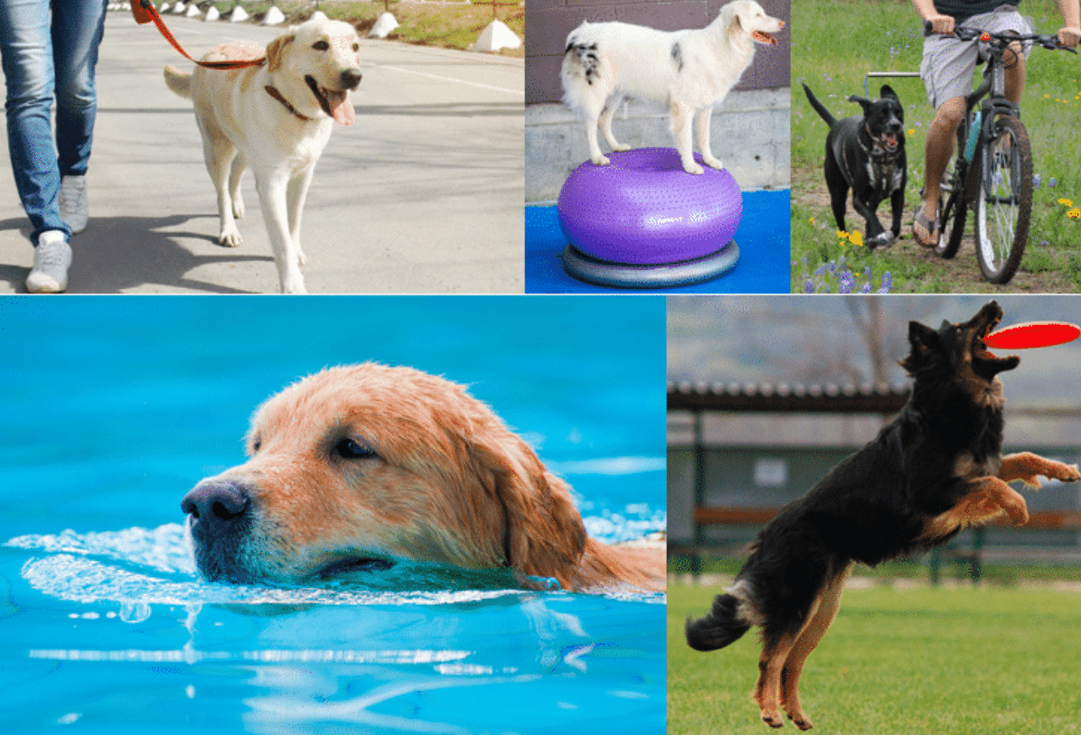 Exercise your dog the right way