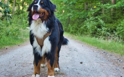 How to Prevent Joint Problems in Your Dog