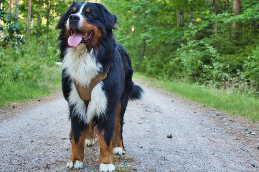 How to Prevent Joint Problems in Your Dog Love and Kisses Pet Sitting, NC