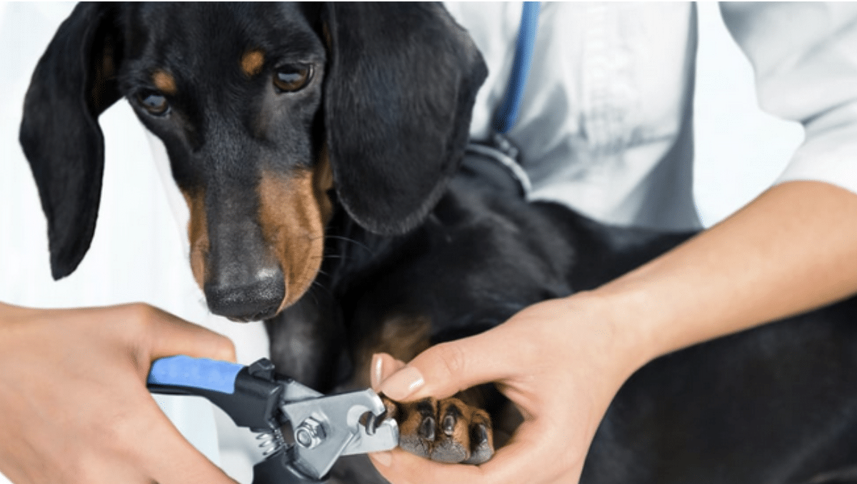 Keep the dog's nail trimmed