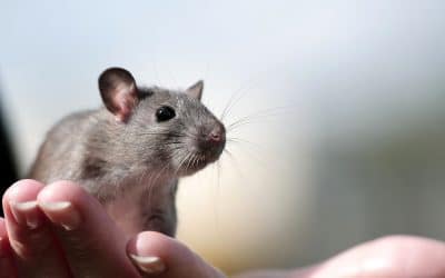 Caring For Your Pet Rat When You Can’t Be There