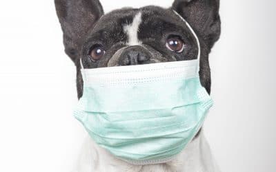 How to Keep Your Pet Healthy and Happy During the Quarantine