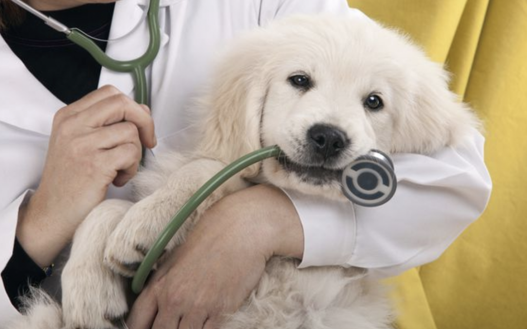 Importance of Routine Vet Visits for Your Dog