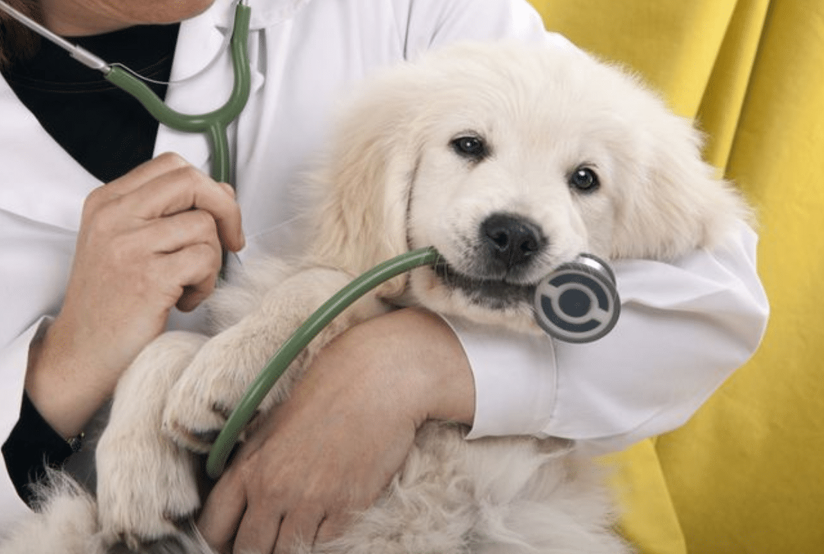 Talk with your veterinarian