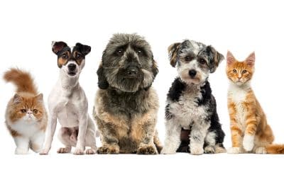 Organizations and Charities That Can Help Pay For Animal Related Expenses
