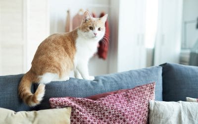 Why Daily Cat Sitting Visits?