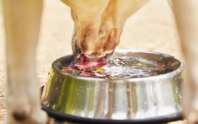 The Importance of Water and Your Dog’s Health