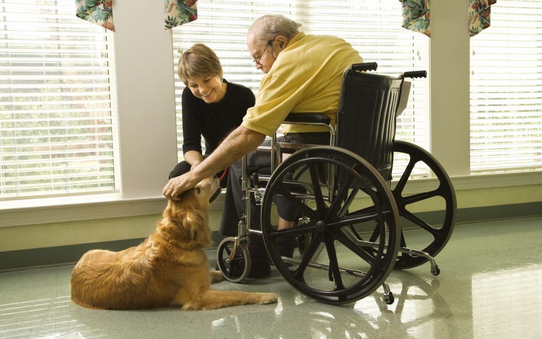 3 Ways to Participate in Canine Therapy