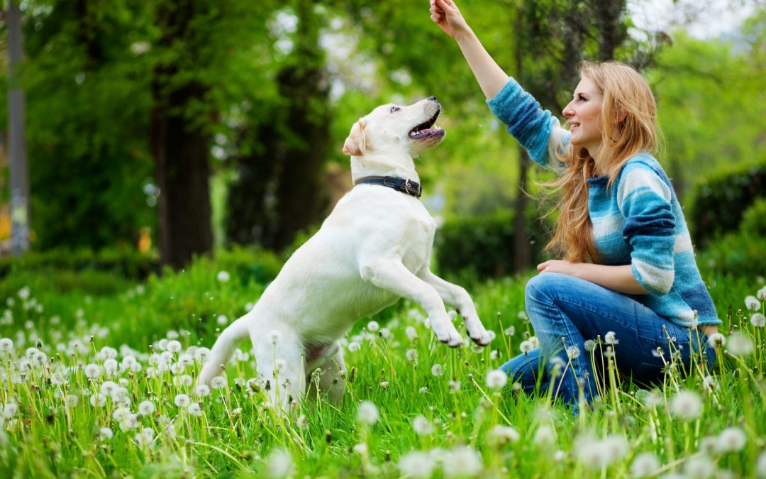 How to Defeat Joint Pain and Get Your Dog Going Again
