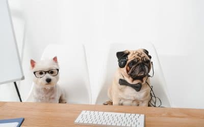 What Positive Influence Pets Can Bring In the Workplace?