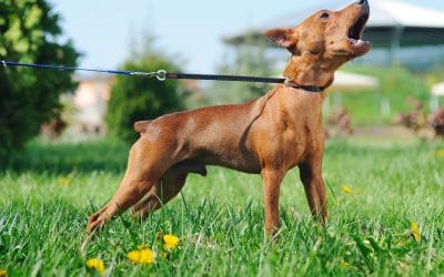 How to Stop Your Dog from Excessive Barking