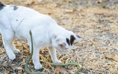 Protect your Pets from Snakes