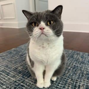 Importance of Daily Cat Sitting Visits