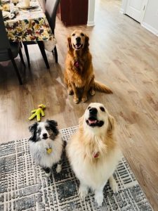 What is a Professional Pet Sitter?