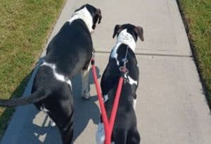 dog walking