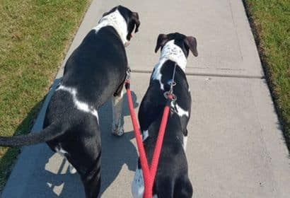 dog walking 
