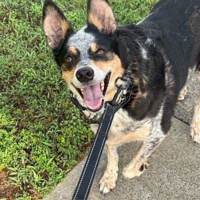 Black and White dog smiling up at camera showcasing dog walking services