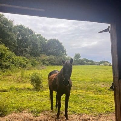 beautiful brow horse standing in barn with forest background