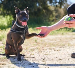 Happy dog giving paw during an outdoor training session with a handler.