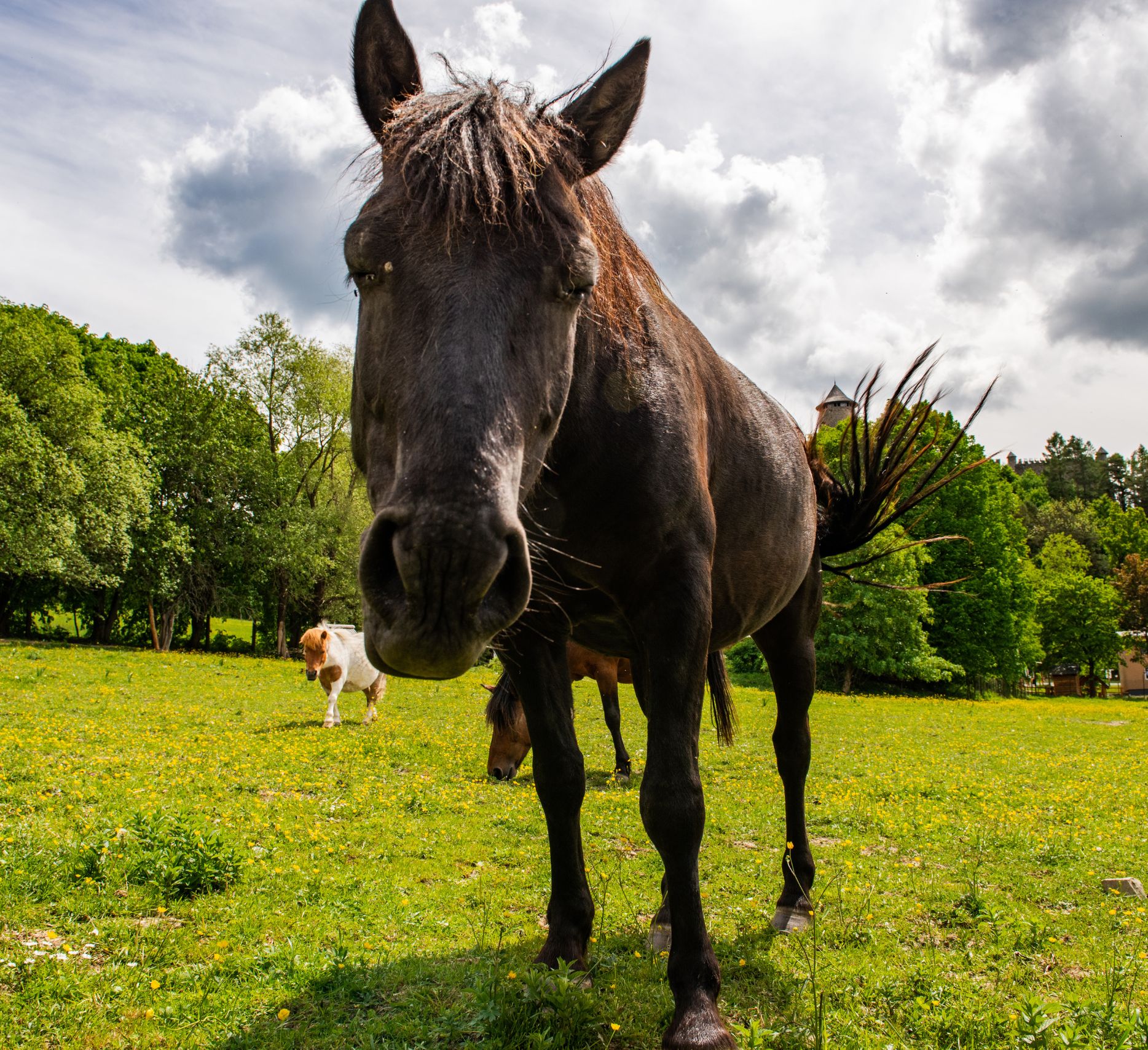 Close-up of a curious horse in a sunny pasture, showcasing farm animal care services.