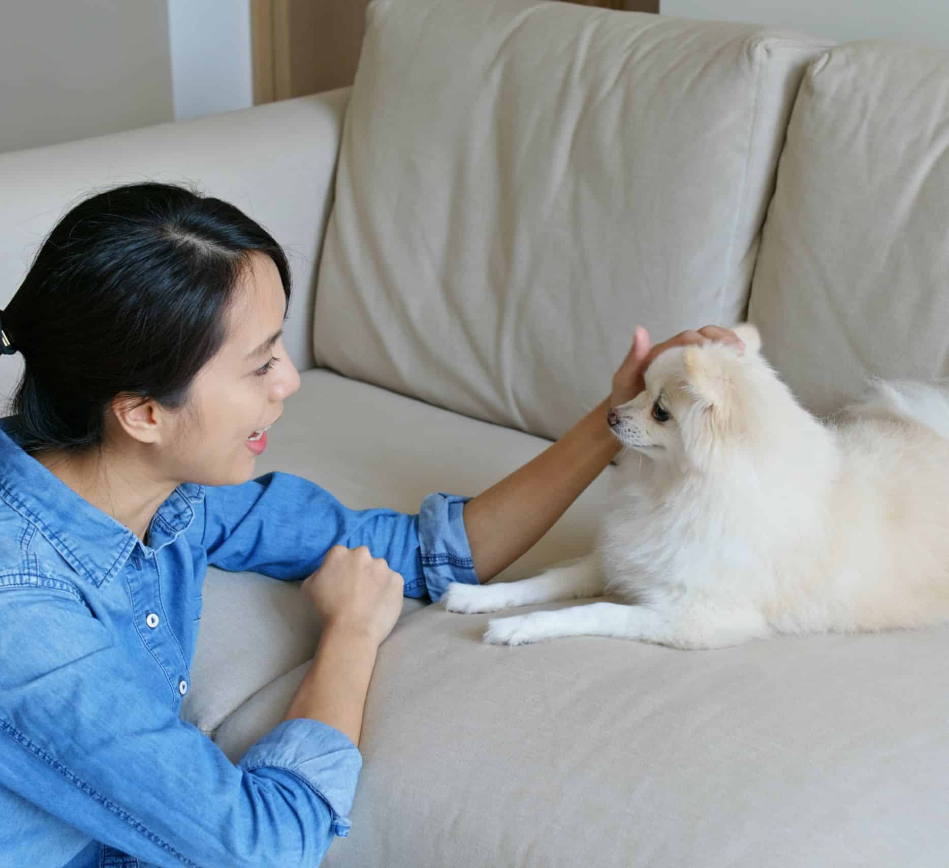 Pet sitter bonding with a fluffy dog on the couch during a cozy in-home visit.