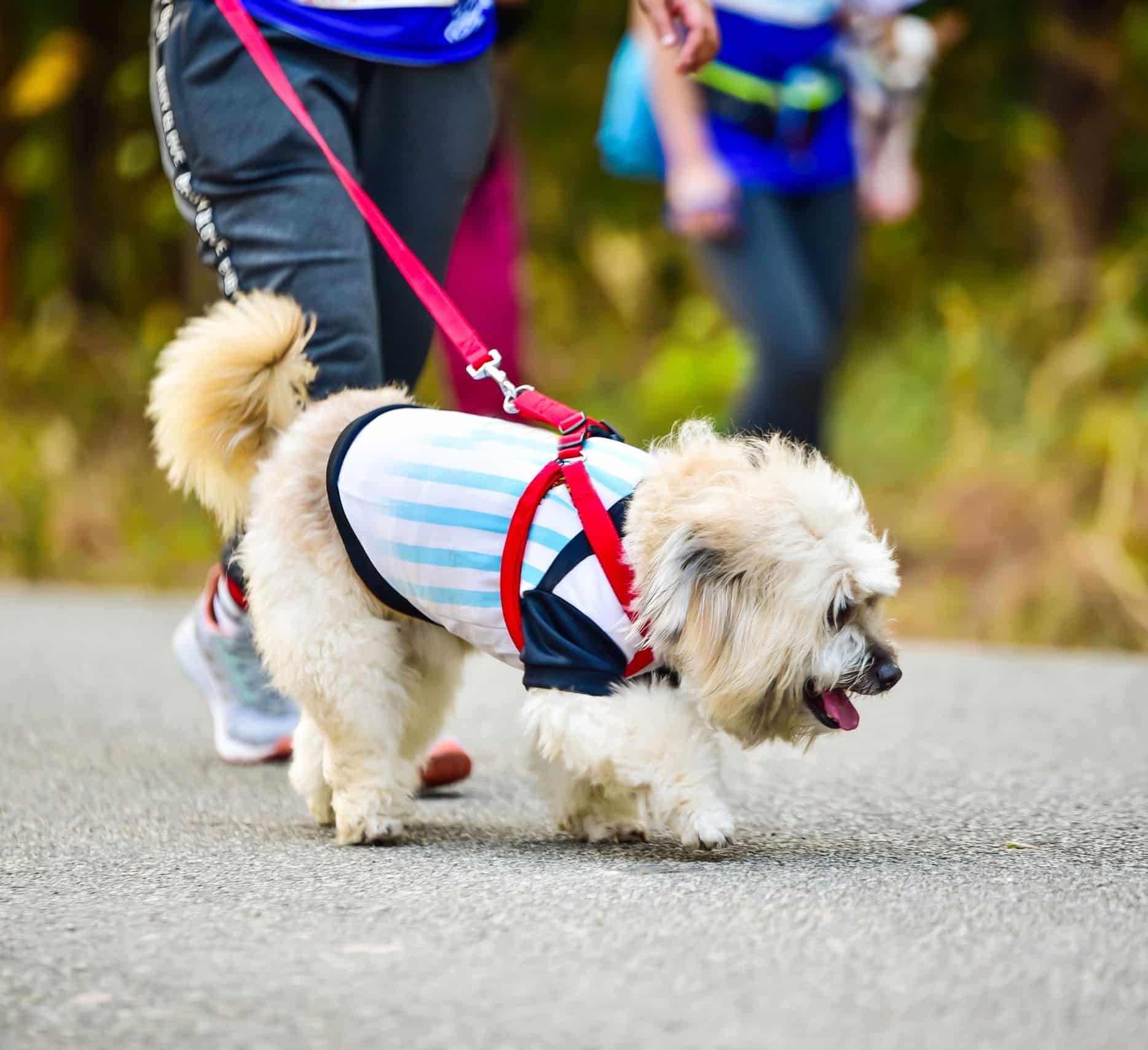 Fluffy dog in a sporty outfit walking on a leash during an outdoor stroll