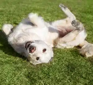 Happy dog rolling on the grass with a big smile during outdoor playtime