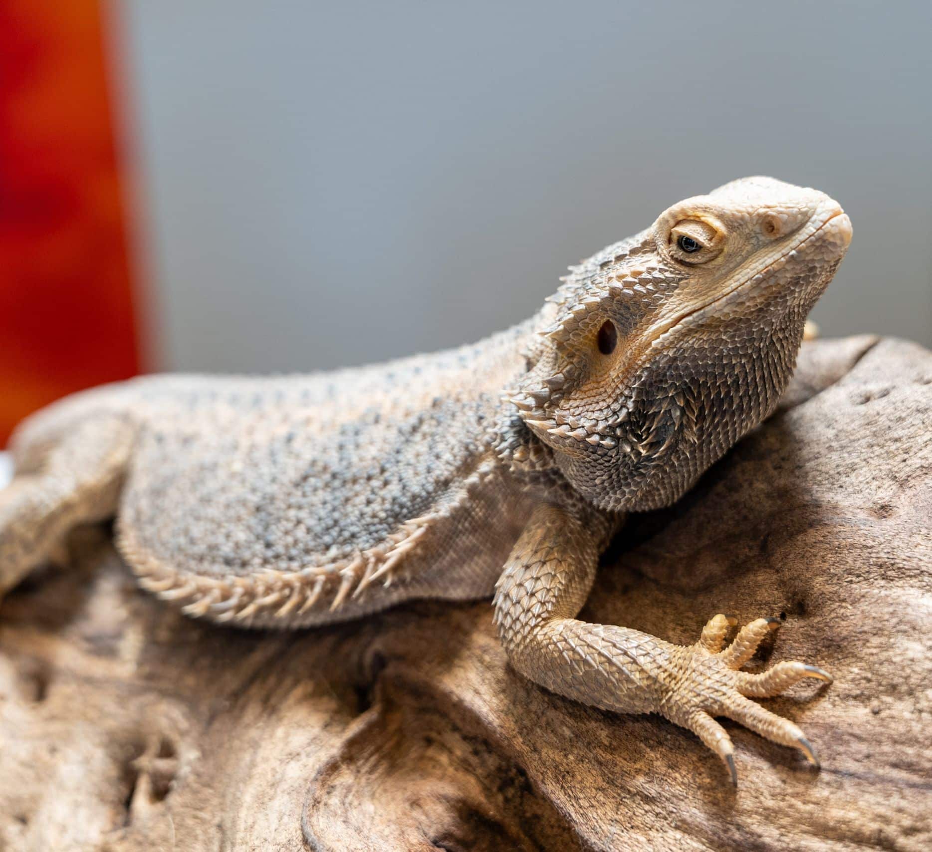 A bearded dragon lizard resting on a piece of wood.