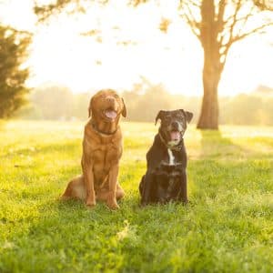 Love and Kisses Pet Sitting and Dog Walking- FAQ Page