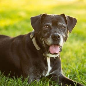 Love and Kisses Pet Sitting and Dog Walking- Services Page