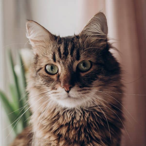 Dog Walking & Pet Sitting in Mint Hill, NC