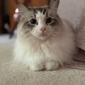 Dog Walking & Vacation Pet Sitting in The Arboretum (Charlotte, NC)