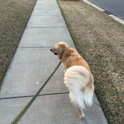 Daily Dog Walking - in Charlotte, NC & Surrounding Areas
