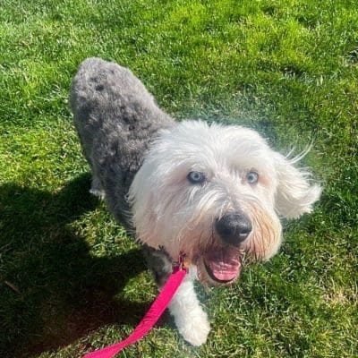 Daily Dog Walking - in Charlotte & Surrounding Areas