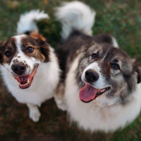 Love and Kisses Dog Walking & Pet Sitting in Stallings, NC (Zip Codes 28104 & 28105)