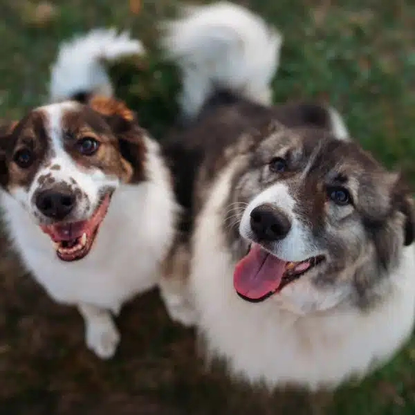 Love and Kisses Dog Walking & Pet Sitting in Stallings, NC (Zip Codes 28104 & 28105)