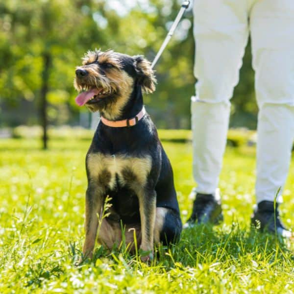 Love and Kisses Dog Walking & Pet Sitting in Weddington, NC (Zip Code 28104)