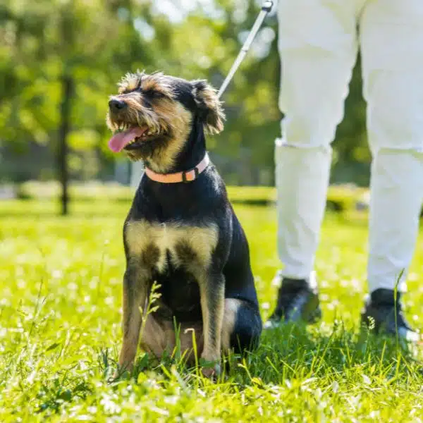 Love and Kisses Dog Walking & Pet Sitting in Weddington, NC (Zip Code 28104)