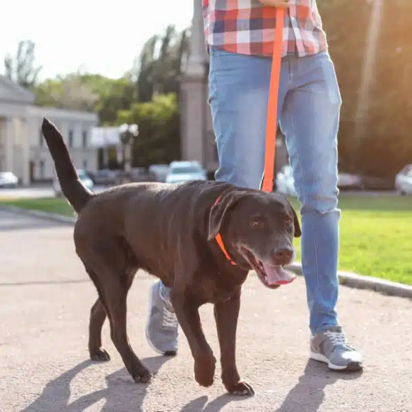 Love and Kisses Dog Walking & Pet Sitting in Wesley Chapel, NC (Zip Code 28104)