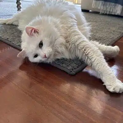 Overnight Pet Sitting — In Your Home Charlotte, NC