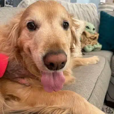 Overnight Pet Sitting — In Your Home Charlotte & Surrounding Areas