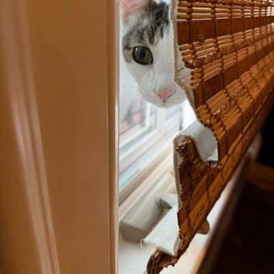 Daily Cat Visits - Charlotte, NC